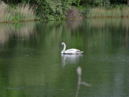 Competities HSV Alfheim
